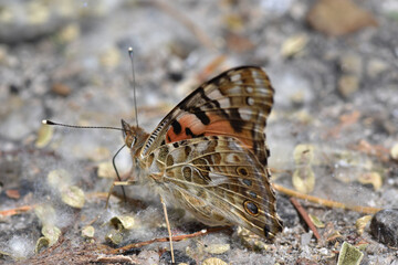 Panty lady butterfly (Vanessa cardui)  on a bed of pappus