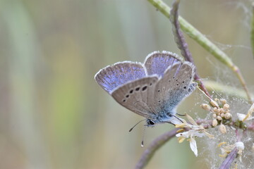 A black-eye blue butterfly (Glaucopsyche melanops) on a plant with dew drops