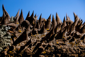 Pointed spikes of a thorny tree bark like creatures