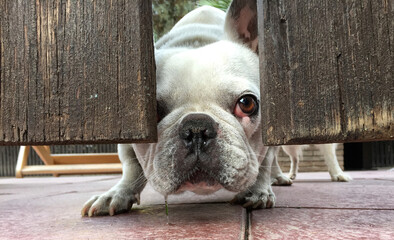 Bulldog looks through the gate