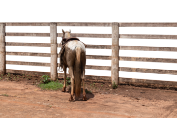 Gray horse with saddle tied to a wooden fence isolated on isolated background