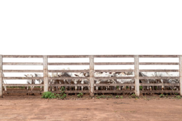Several calves behind a wooden fence, isolated on isolated background