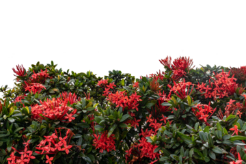 Beautiful Ixora coccinea Red Flowers,Bush isolated on white background