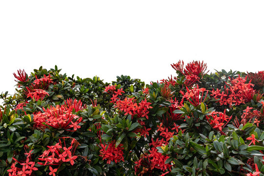 Beautiful Ixora coccinea Red Flowers,Bush isolated on white background