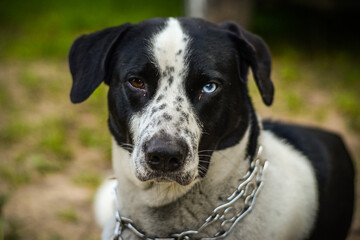 A lonely dog with differently coloured eyes