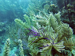 Soft coral off the coast of Utila, Honduras