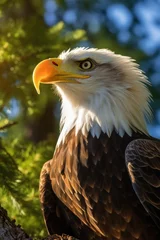 Foto op Plexiglas american bald eagle in vibrant colors © Andrus Ciprian