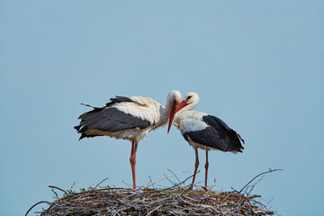 Stork love