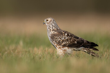Hen Harrier (Circus cyaneus) close up