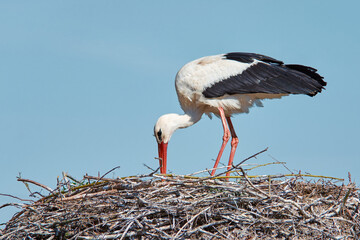 Stork building a nest