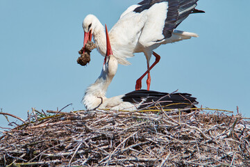 Stork building a nest