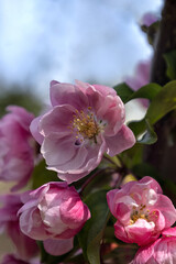 Closeup of flowers of Crab Apple (Malus 'Van Eseltine') in a garden in Spring