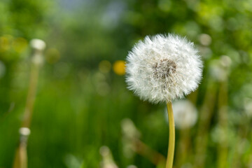 close-up of dandelion in the grass