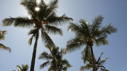 Obraz na płótnie Canvas Coqueiras e palmeiras na praia de Riviera de São Lourenço em Bertioga - SP - Brasil captada em um dia de céu azul. 