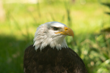 Águila calva