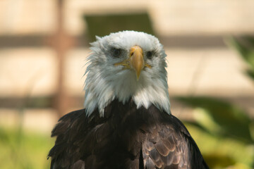 Águila calva