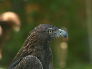 Águila
