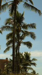 Fototapeta na wymiar Coqueiras e palmeiras na praia de Riviera de São Lourenço em Bertioga - SP - Brasil captada em um dia de céu azul. 