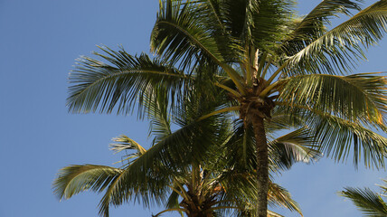 Fototapeta na wymiar Coqueiras e palmeiras na praia de Riviera de São Lourenço em Bertioga - SP - Brasil captada em um dia de céu azul. 