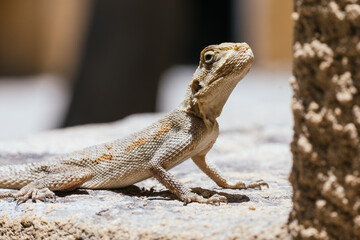 iguana, lizard, in the sun on stone