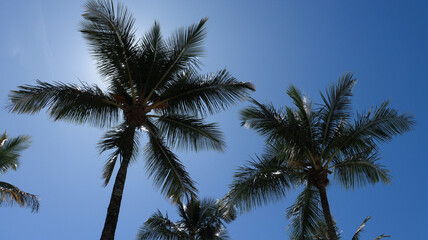 Fototapeta na wymiar Árvores palmeiras próximo a praia de rivieira de são lourenço em bertioga no Brasil em um dia de sol. 