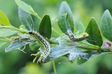 Caterpillars of Box tree moth (Cydalima perspectalis) on Boxwood (Buxus sempervirens). In Europe, it is an alien and invasive pest species destroying boxwood shrubs.