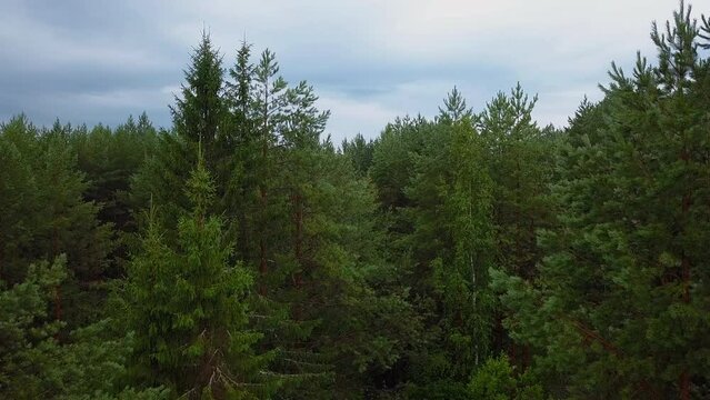 View of a wooded area from a drone. Clip. A bright sunless sky over small fir trees that stand close to each other.