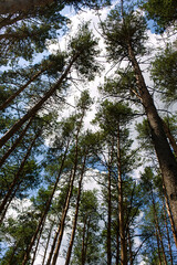 Bottom view of tall old trees in the forest. View of tops of pine trees in summer forest from the ground. Vertical photo.