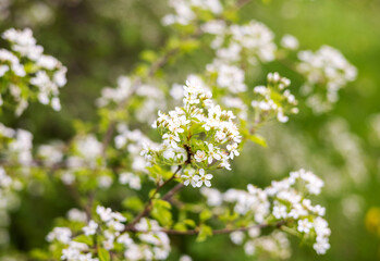 beautiful woman girl outside in park through blossom tree branches white small flowers.natural beauty no makeup female smiling holding flowers in palms.outdoor shooting spring time easter.brunette hai