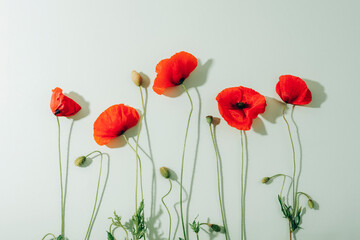 Red poppy flowers on light green background with sharp shadows. Top view, flat lay