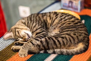 Cute tabby cat sleeping warm on a blanket. Striped cat napping on couch. Pet in cozy cute warm home.