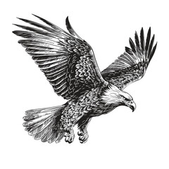 A large wild bird eagle flies with outstretched wings. Vector drawing linear sketch isolated on white background.