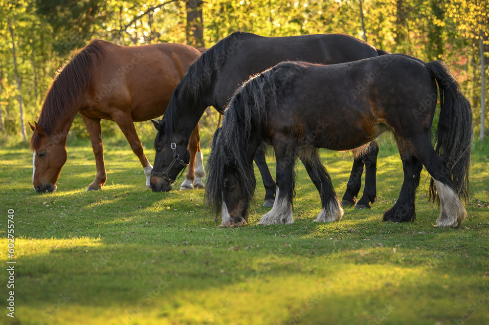 Poster three horses grazing on a pasture