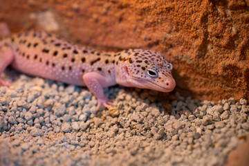 Leopard gecko lizard, close up macro. Cute Leopard gecko portrait (Eublepharis macularius).