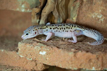 Leopard gecko lizard, close up macro. Cute Leopard gecko portrait (Eublepharis macularius).
