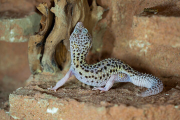 Leopard gecko lizard, close up macro. Cute Leopard gecko portrait (Eublepharis macularius).