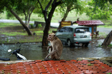 FHD image of monkeys in Baluran National Park, Indonesia
