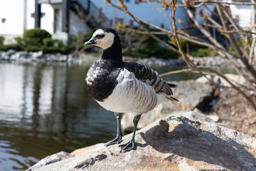 Wild duck on a stone by the lake.
