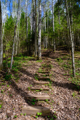 Wooden stairs on hiking trails. The beautiful forests of Latvia. Gauja National Park, Sigulda.
