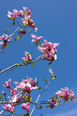 Blooming magnolia branches against the blue sky.