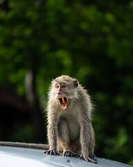 FHD image of monkeys in Baluran National Park, Indonesia