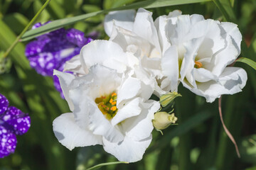 Naklejka na ściany i meble Eustoma Exaltatum Russellianum. White flowers are growing in a garden