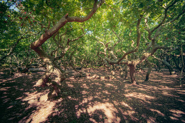 Fototapeta premium Dune oak forest with twisted branches and tree trunks