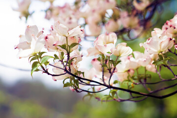Beautiful, Spring White & Pink Blooms on Tree – Nursery, Arborist, Boutique, Botany, Wedding, Baby Shower, Brunch, Garden Party, Birthday – Border, Background, Backdrop, Flier, Poster, Ad, Invitation