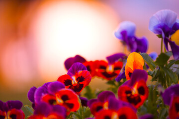 amazing flowering spring flowers, fantastic macro photo of viola flowers in garden, soft blur effect