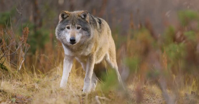 Large grey wolf standing in the forest observing