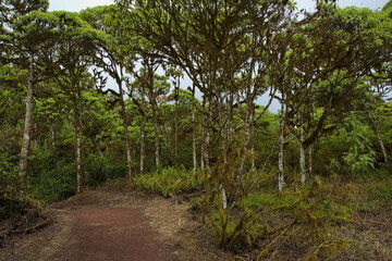 Fototapeta premium Hiking trail at Los Gemelos at Santa Rosa on Santa Cruz island of Galapagos islands, Ecuador, South America 