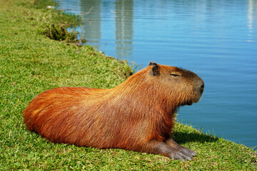 Capybara chilling peaceful lying by the lake