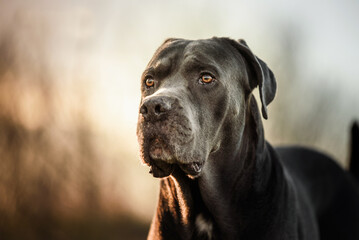 Close up portrait of beautiful Cane Corso taken on sunset during regular walk. This breed is also known as little mastiff or Italian mastiff