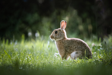 European rabbit (Oryctolagus cuniculus) on a meadow.